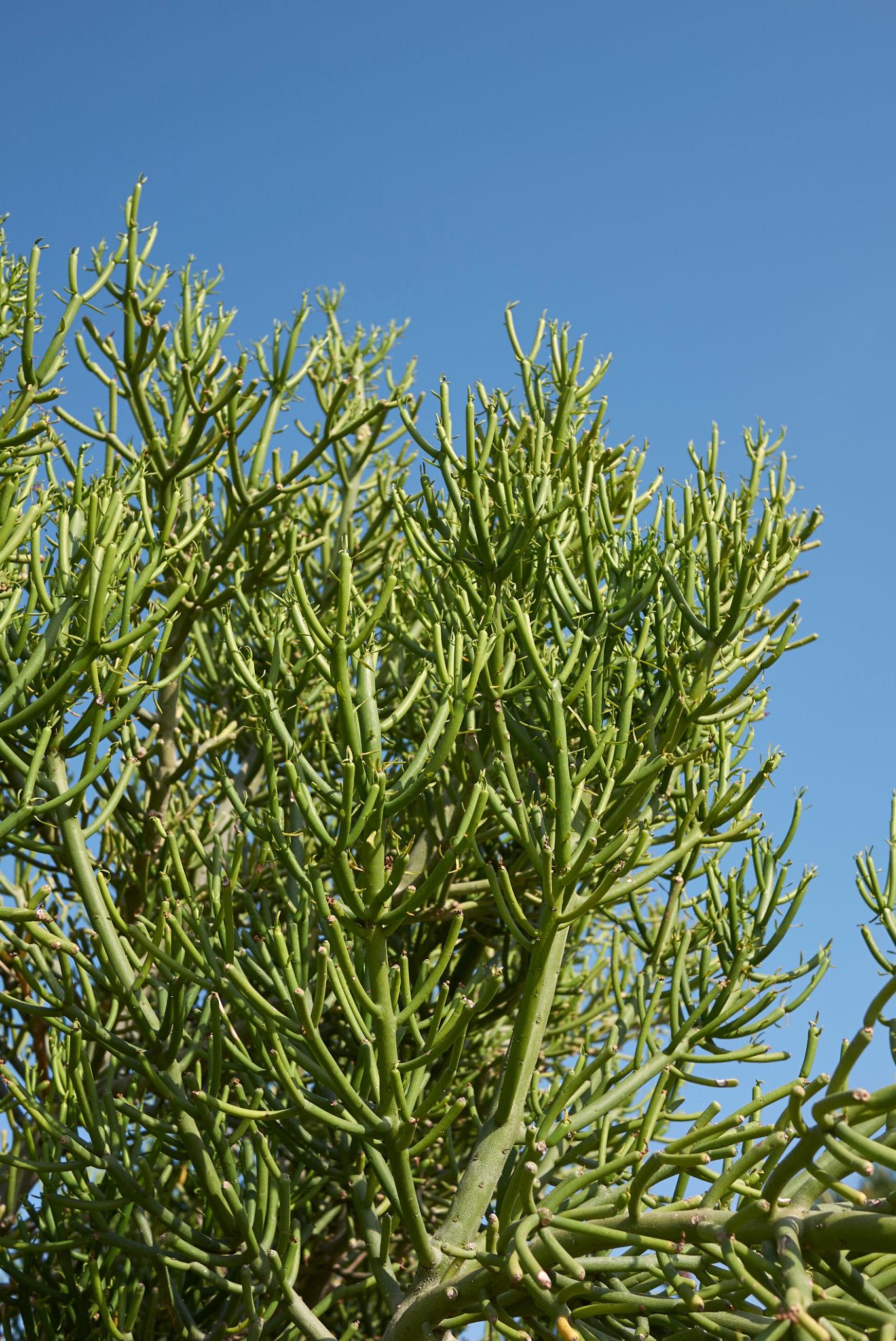 Euphorbia Tirucalli ‘Green’ (Green Pencil Cactus)