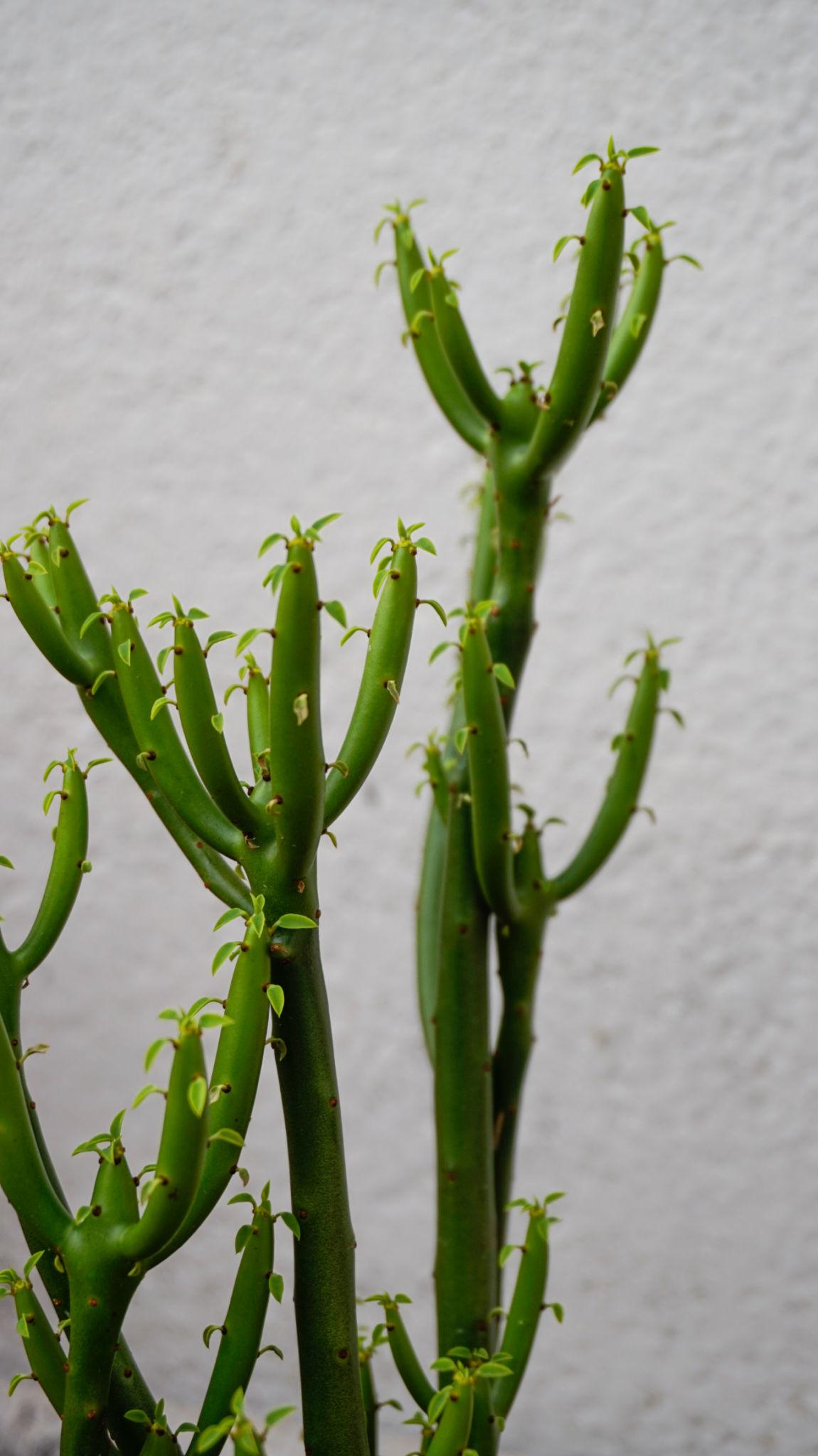 Euphorbia Tirucalli ‘Green’ (Green Pencil Cactus)