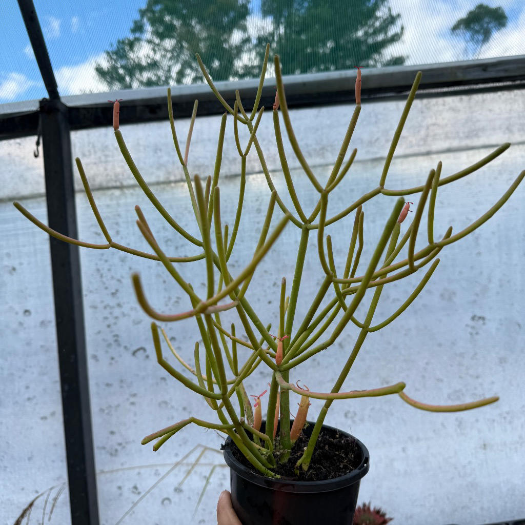 Sticks-On-Fire  Colourful, Drought-Tolerant Succulent | Nursery Warehouse   Nursery Warehouse PTY LTD