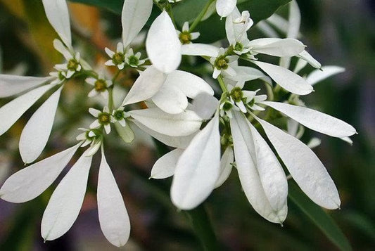 Euphorbia 'Stardust White Sparkles' (Spurge)