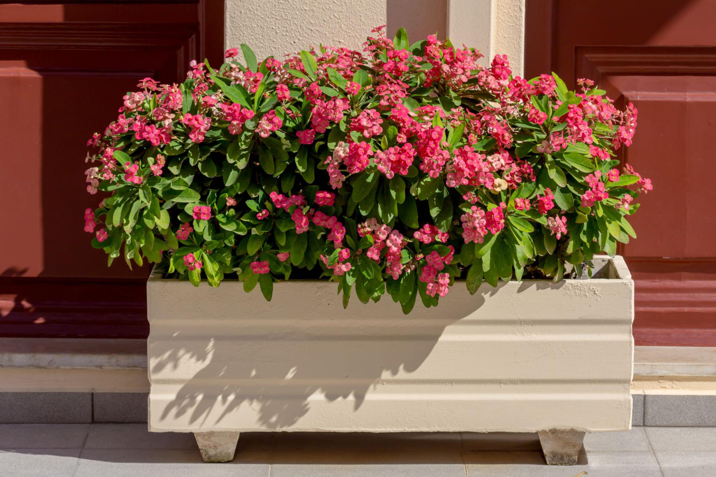 Euphorbia milii (Somona Gabriella)