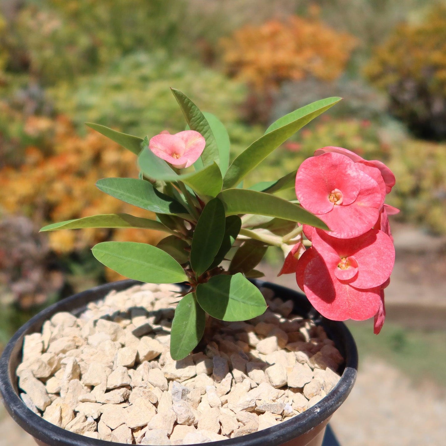 Euphorbia milii (Somona Gabriella)