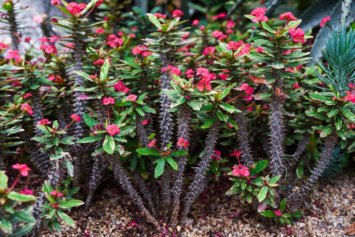 Euphorbia milii (Somona Gabriella)