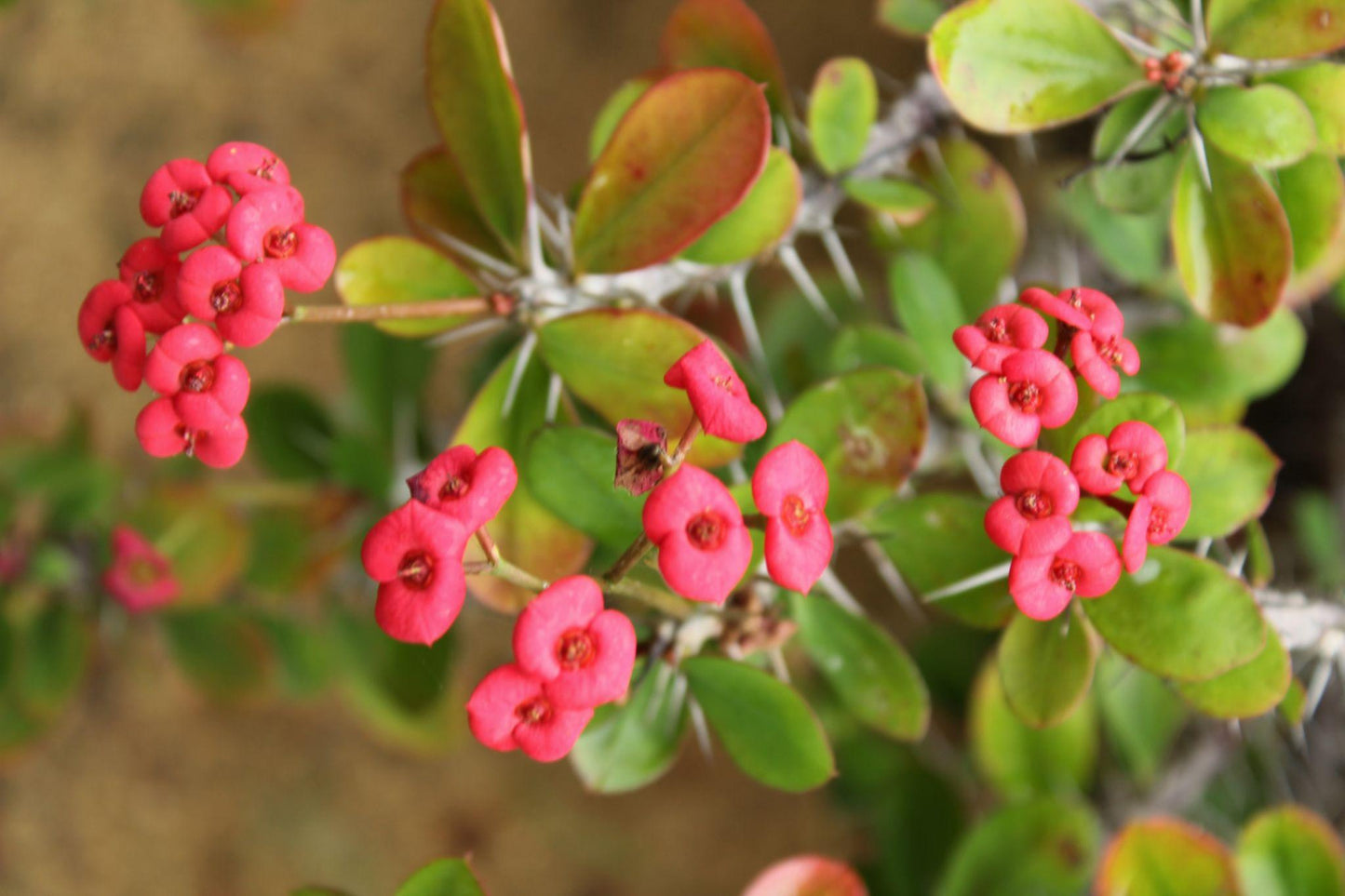 Euphorbia milii (Somona Gabriella)