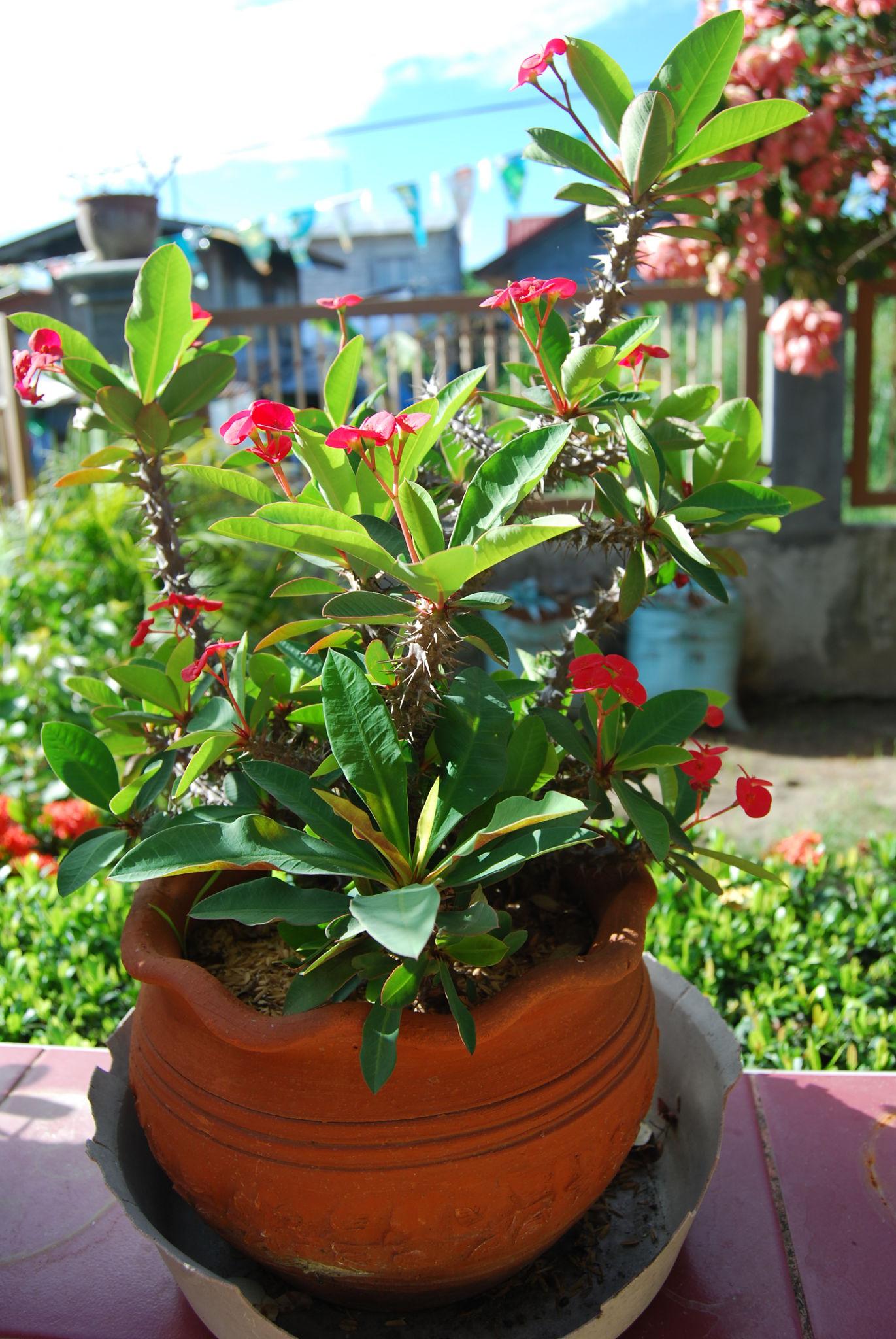 Euphorbia milii (Somona Gabriella)