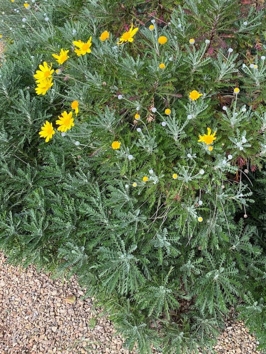 Euryops Pectinatus 'Little Sunray' (Golden Daisy Bush)