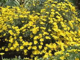 Euryops Pectinatus (Yellow Daisy Bush)