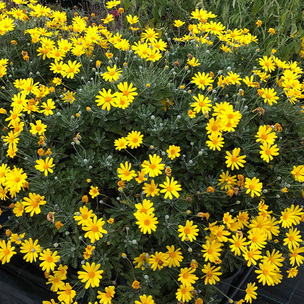 Euryops Pectinatus 'Little Sunray' (Golden Daisy Bush)