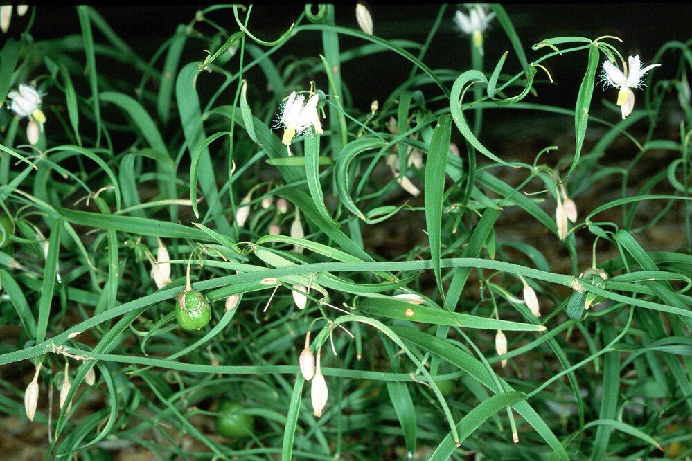 Eustrephus Latifolius (Wombat Berry / Twining Lily)