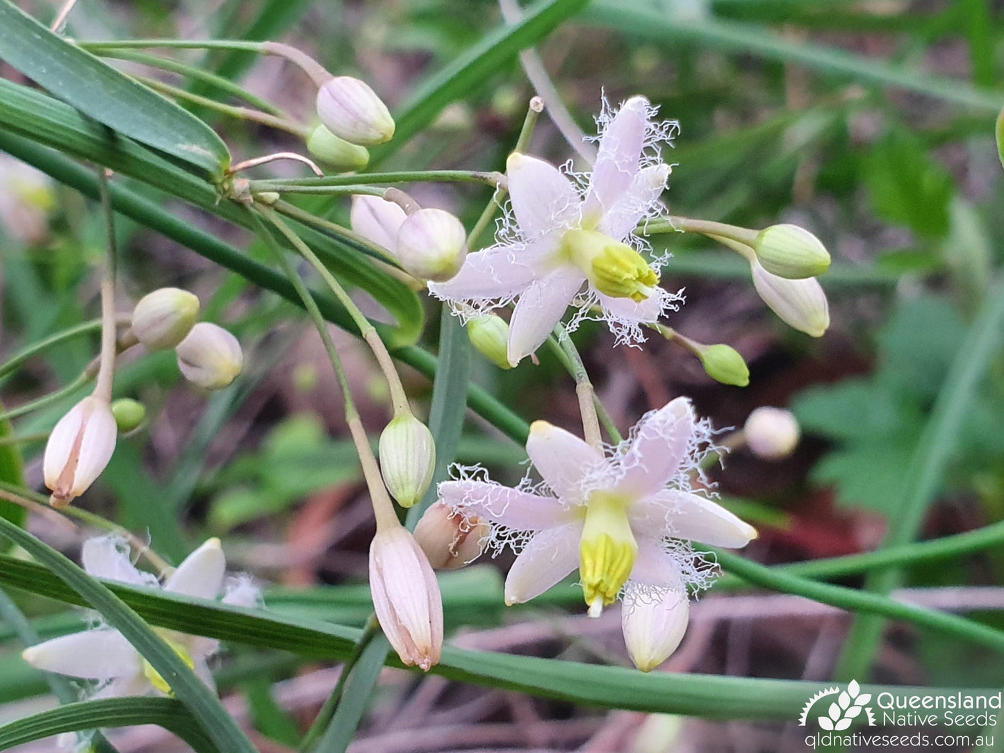 Eustrephus Latifolius (Wombat Berry / Twining Lily)