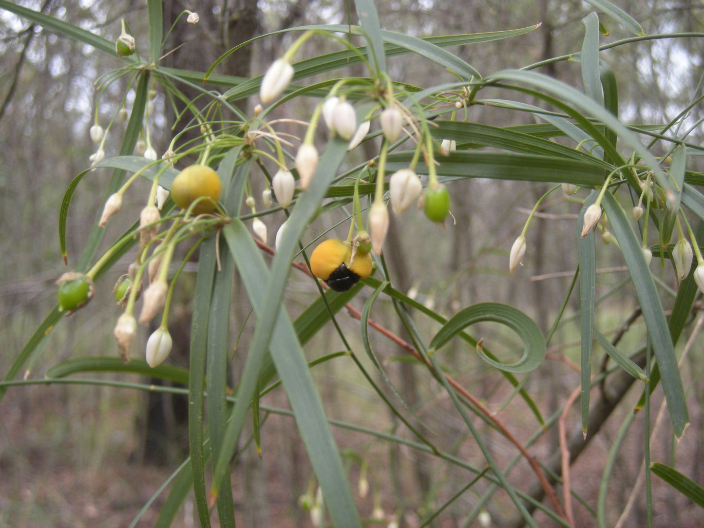 Eustrephus Latifolius (Wombat Berry / Twining Lily)