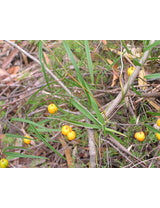 Eustrephus latifolius (Wombat Berry / Twining Lily)
