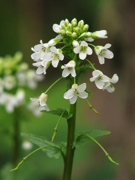 Eutrema Japonica 'Mikado' (Wasabi)