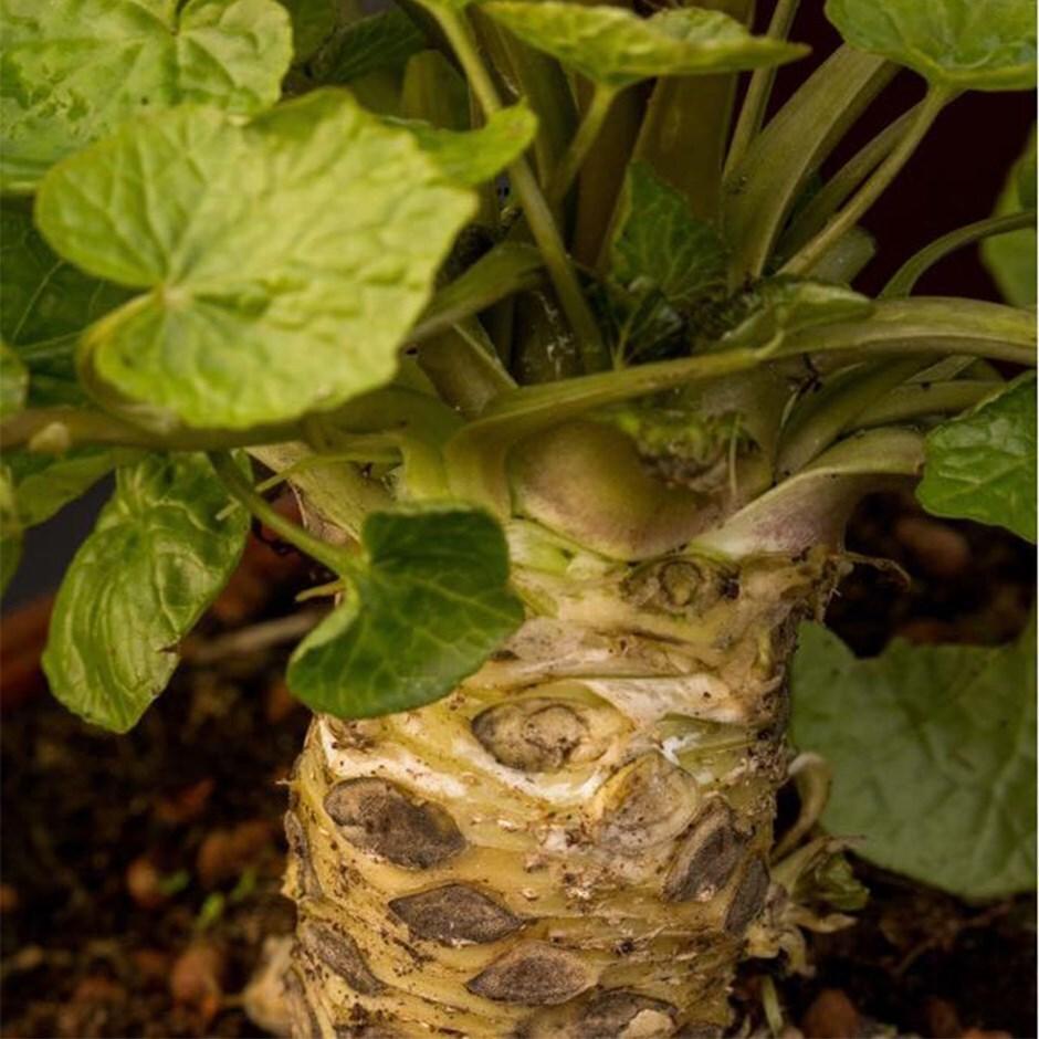 Eutrema Japonica 'Mikado' (Wasabi)