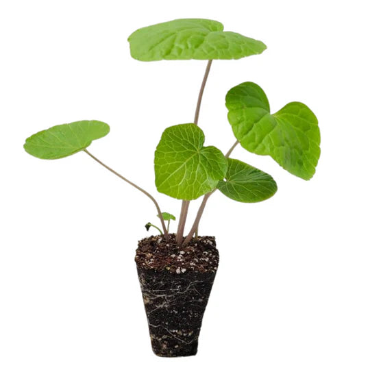 Eutrema Japonica 'Mikado' (Wasabi)