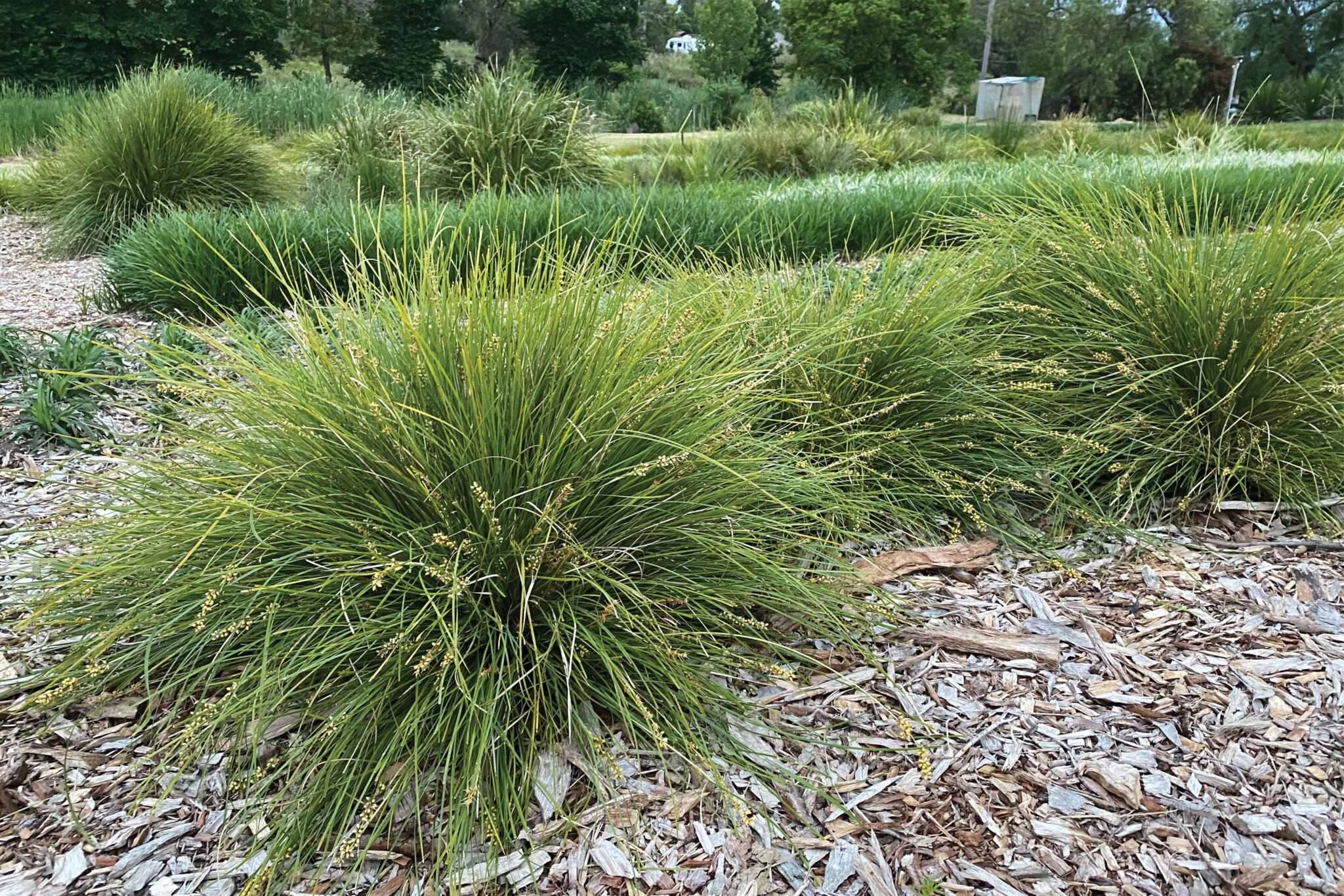 Lomandra (LM600) 'Evergreen Baby™'