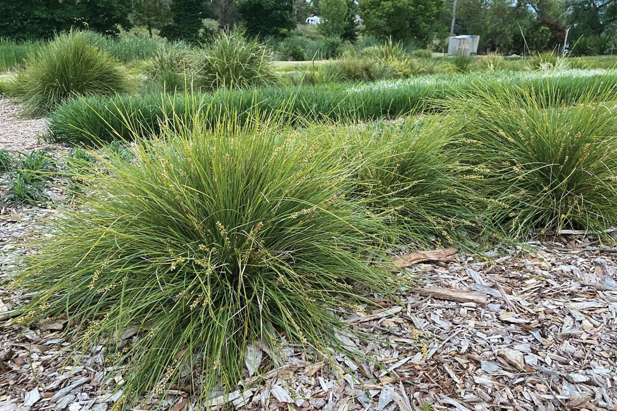 Lomandra (LM600) 'Evergreen Baby™'