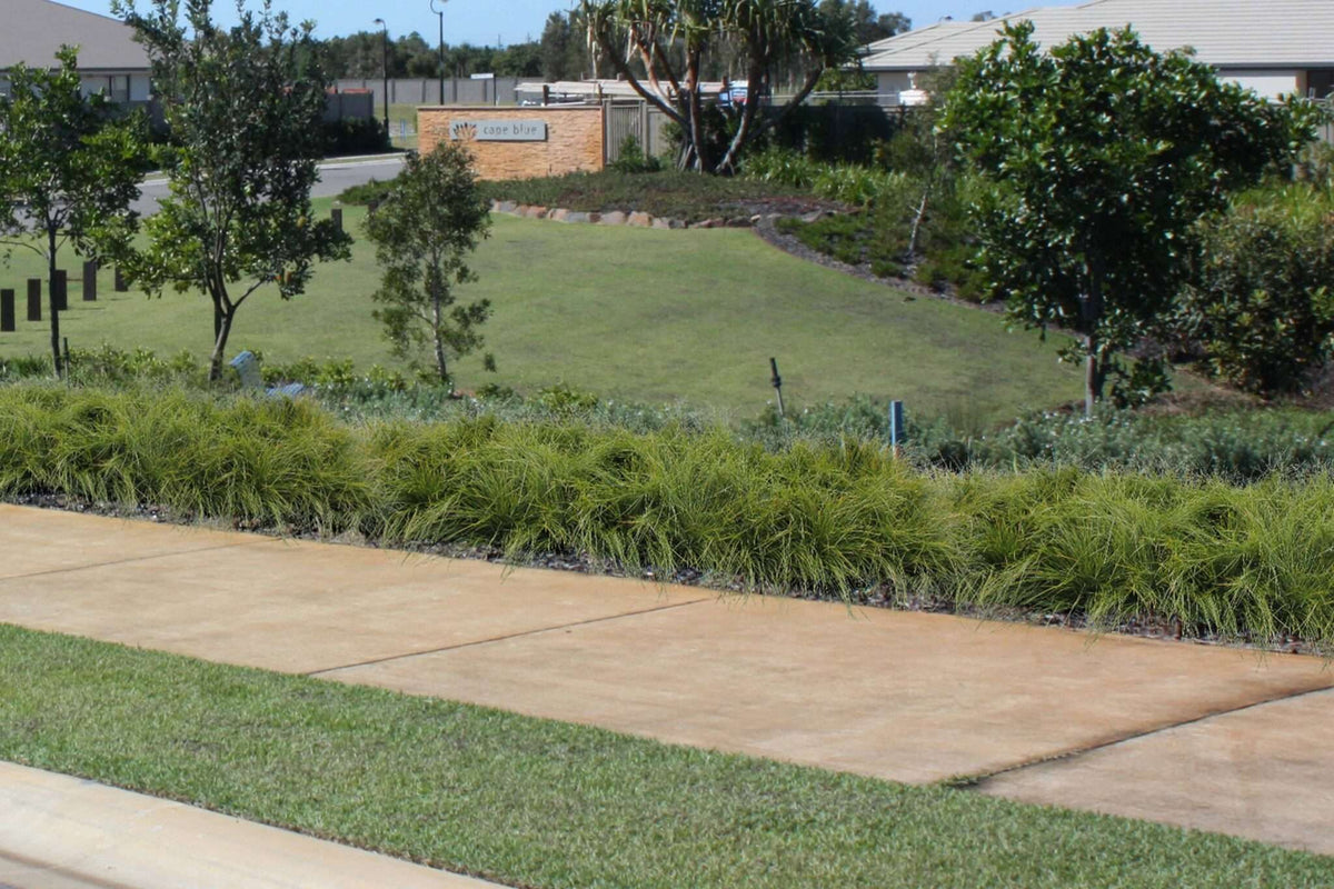 Lomandra (LM600) 'Evergreen Baby™'