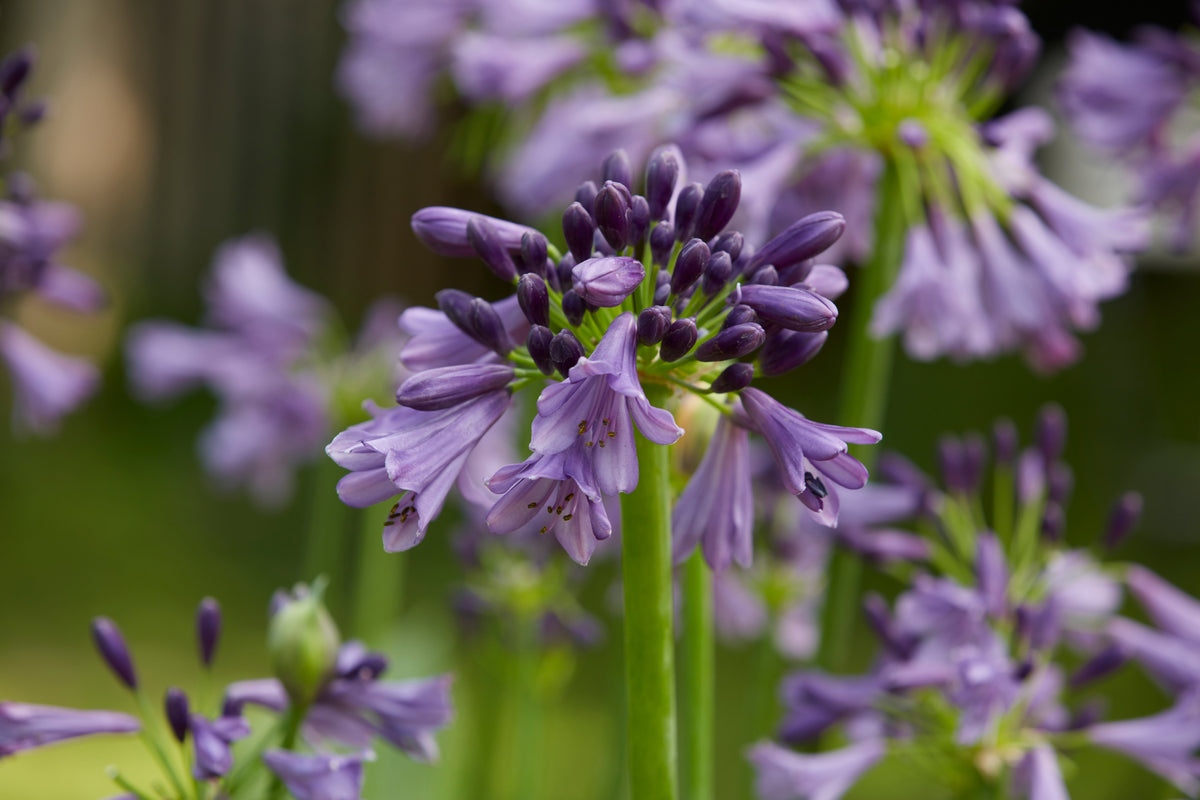 Agapanthus hybrid ‘Poppin Purple’ – Lily of the Nile