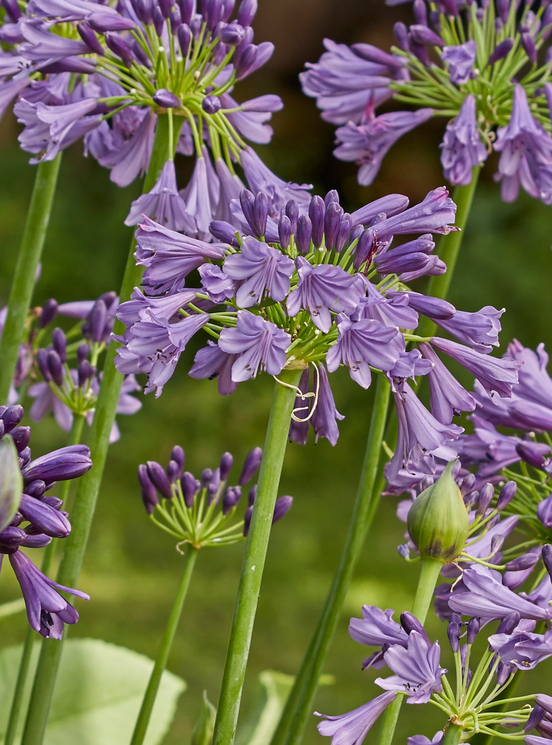 Agapanthus hybrid ‘Poppin Purple’ – Lily of the Nile