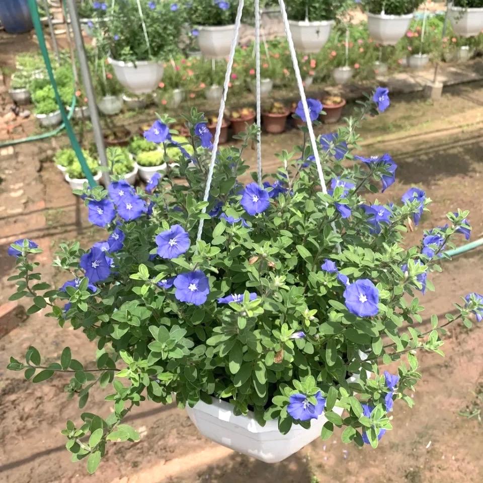 Evolvulus Hybrida 'Blue My Mind' (Blue Daze)