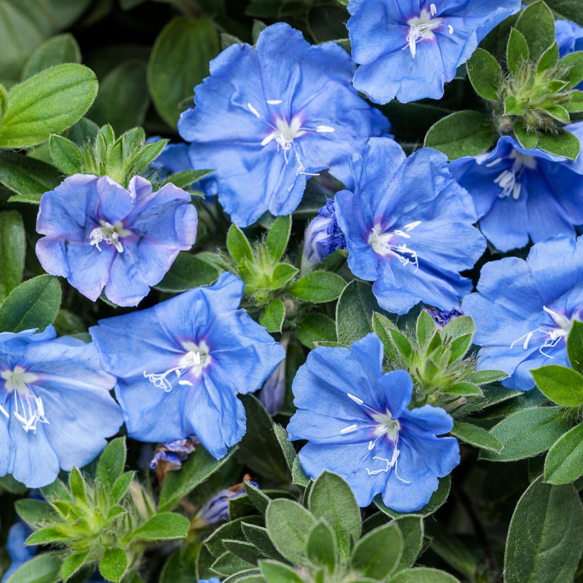 Evolvulus Hybrida 'Blue My Mind' (Blue Daze)