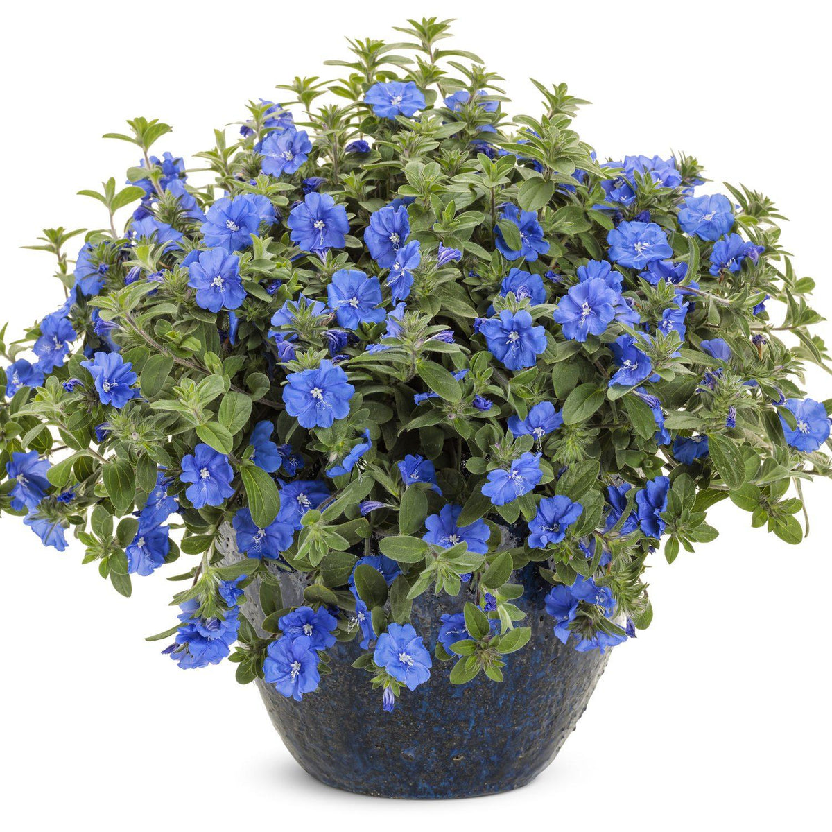 Evolvulus Hybrida 'Blue My Mind' (Blue Daze)