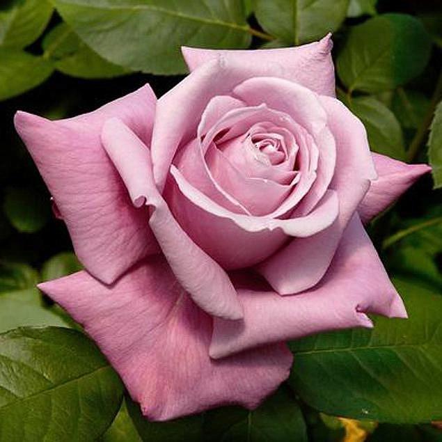 Rosa ‘Charles De Gaulle’ (Charles De Gaulle Hybrid Tea Rose)