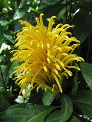 Justicia aurea (Yellow Jacobinia)