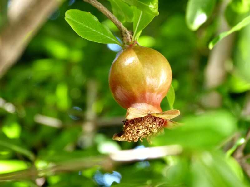 Punica Granatum (Pomegranate Wonderful)