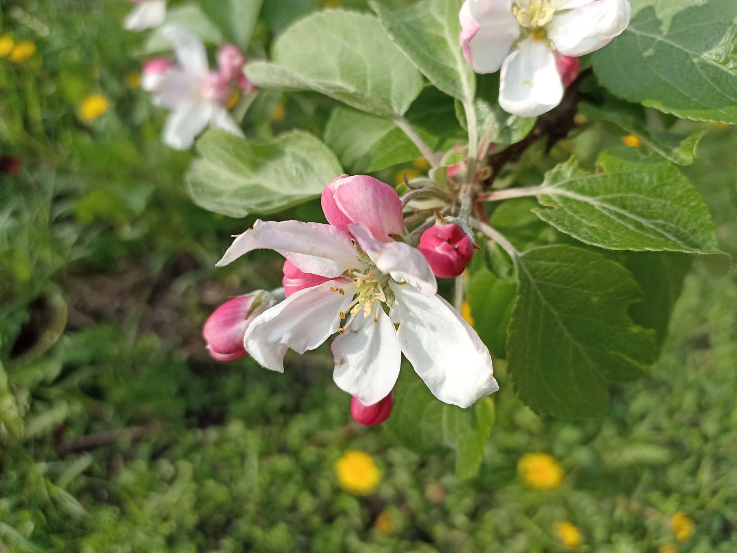 Malus Domestica (Assorted Apple)