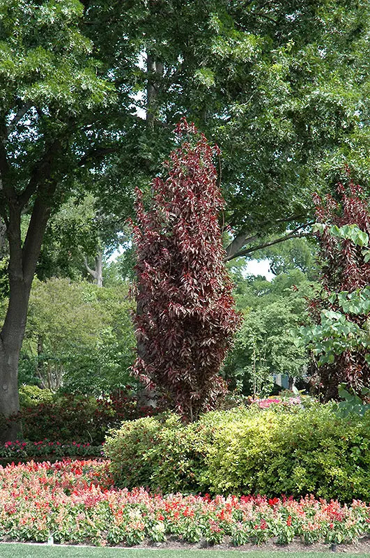 Prunus cerasifera ‘Oakville Crimson Spire’