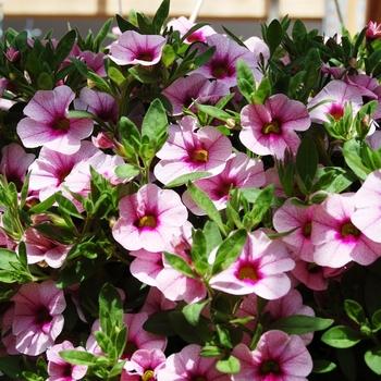 Calibrachoa 'Aloha Tiki Pink' (Aloha Tiki Pink Calibrachoa)