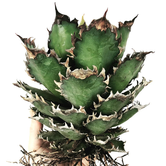 Agave titanota ‘Red Catweazle’