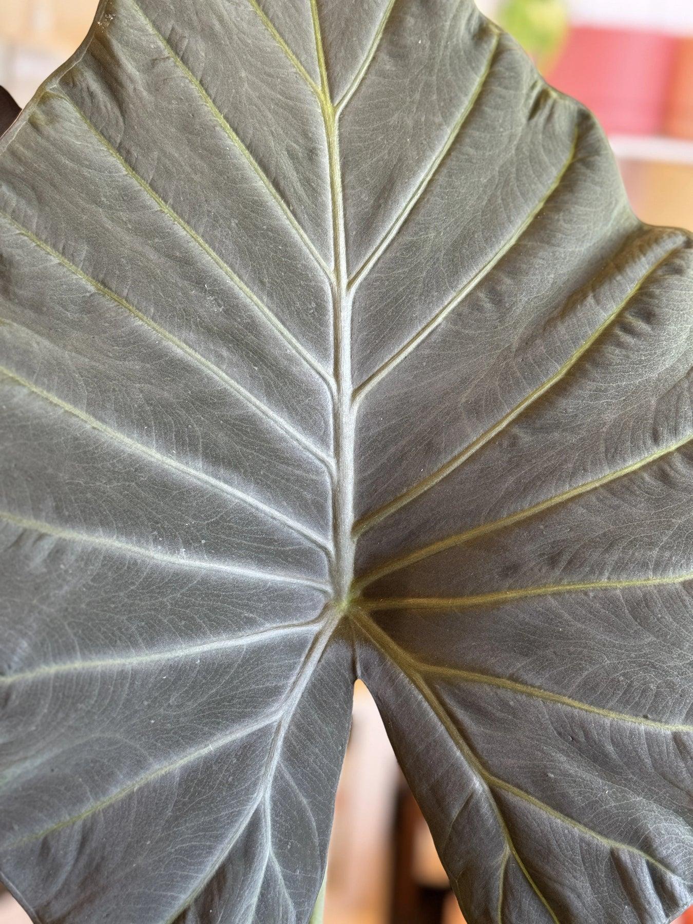 Alocasia Odora × Alocasia Reginula ‘Regal Shields’ (Regal Shields Elephant Ear)