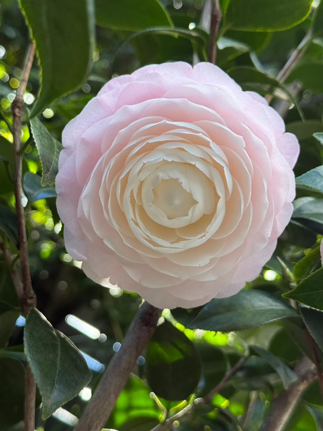Camellia japonica ‘Commander Mulroy’ (Japanese Camellia)