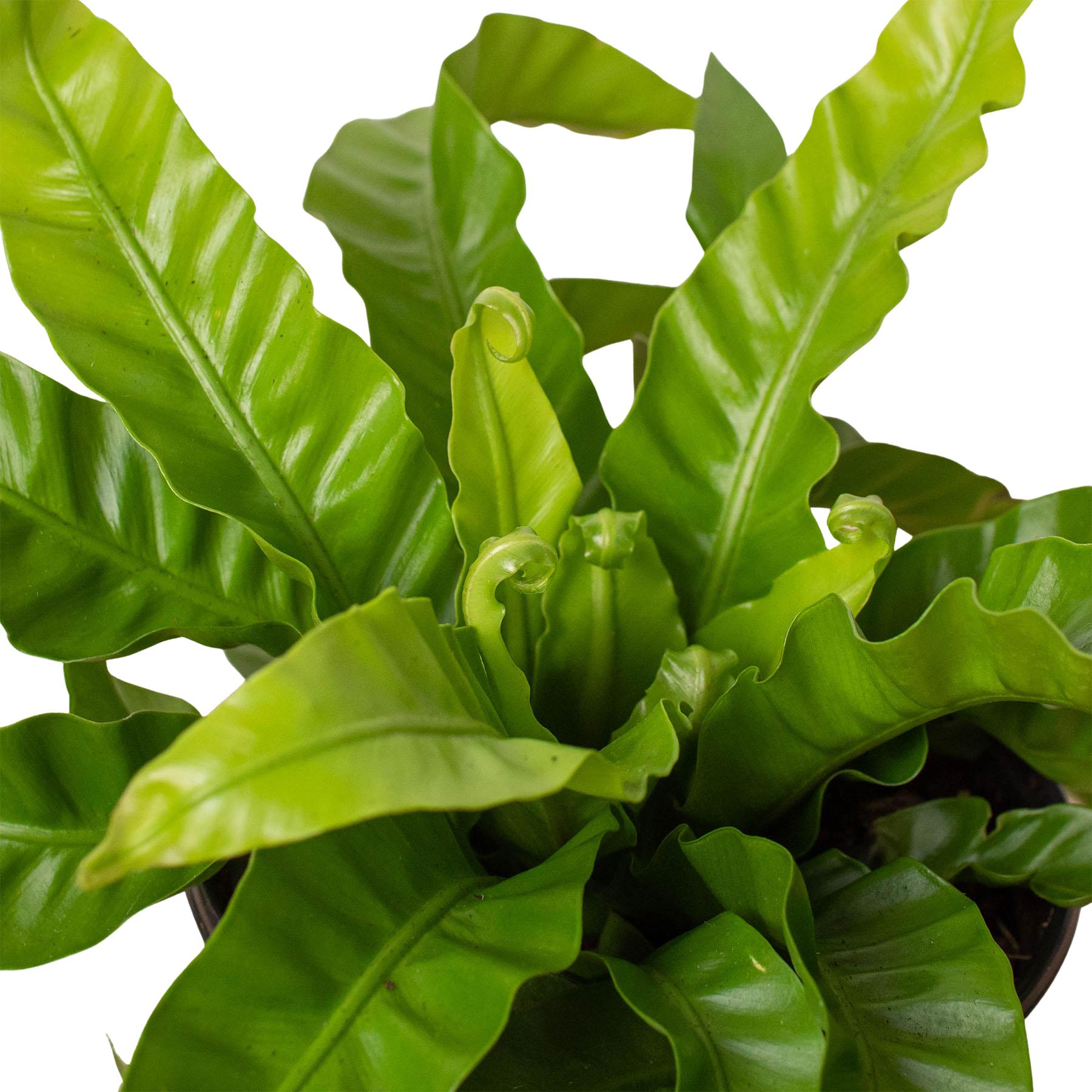 Asplenium Antiquum ‘Hurricane’ (Hurricane Bird’s Nest Fern)