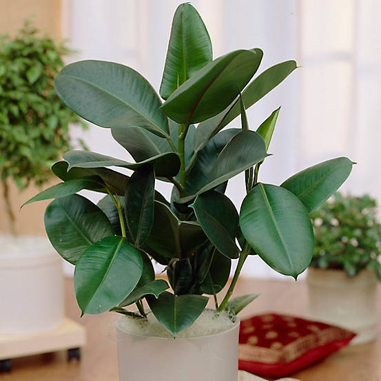 Ficus elastica ‘Sophie’ (Sophia) (Rubber Plant)