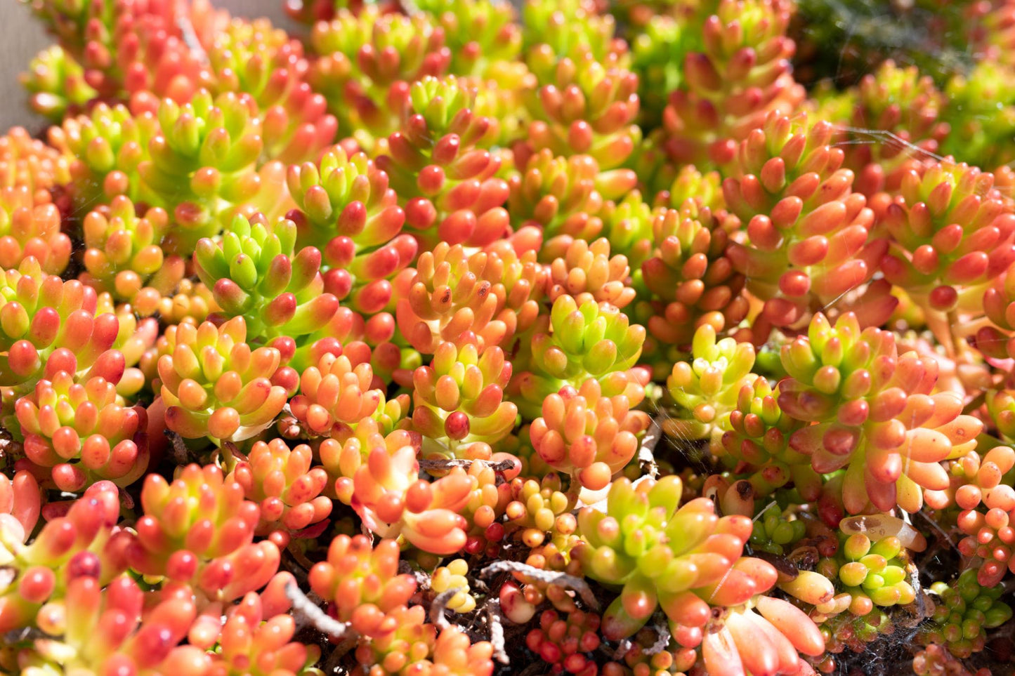 Sedum Rubrotinctum ‘Jelly Bean’ (Jelly Bean Sedum)