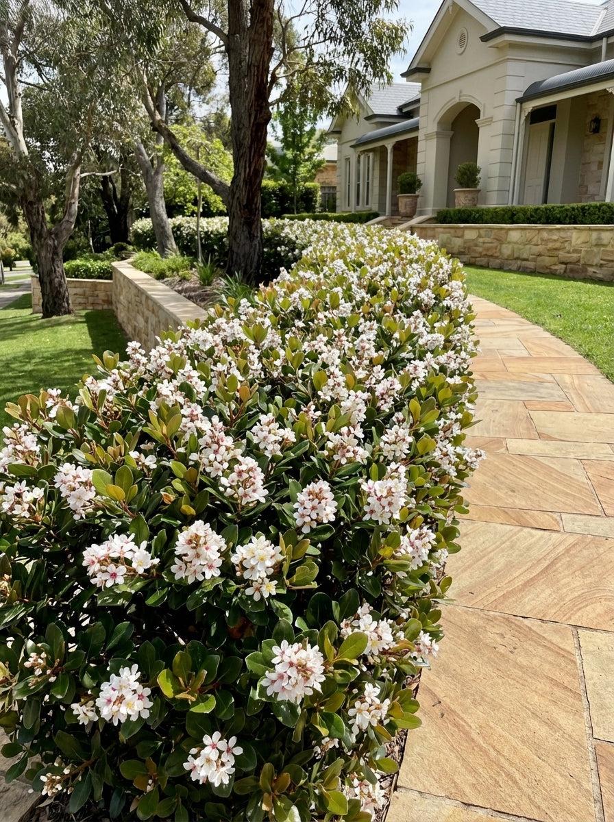 Rhaphiolepis Indica ‘Hot Tips’ (Hot Tips Indian Hawthorn)