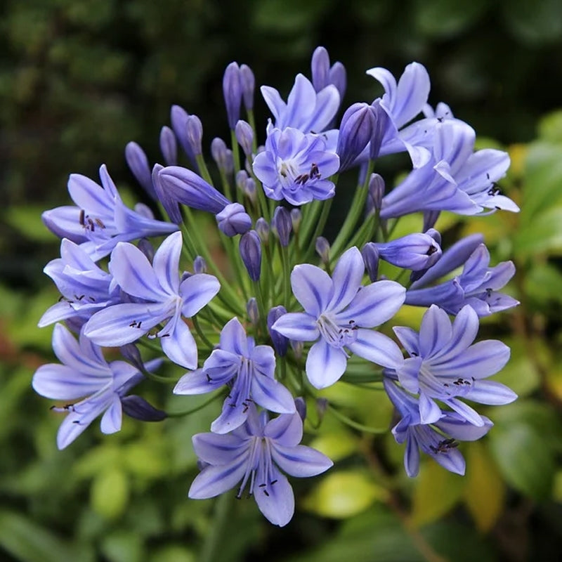 Agapanthus 'Stardust' (Stardust Lily Of The Nile)