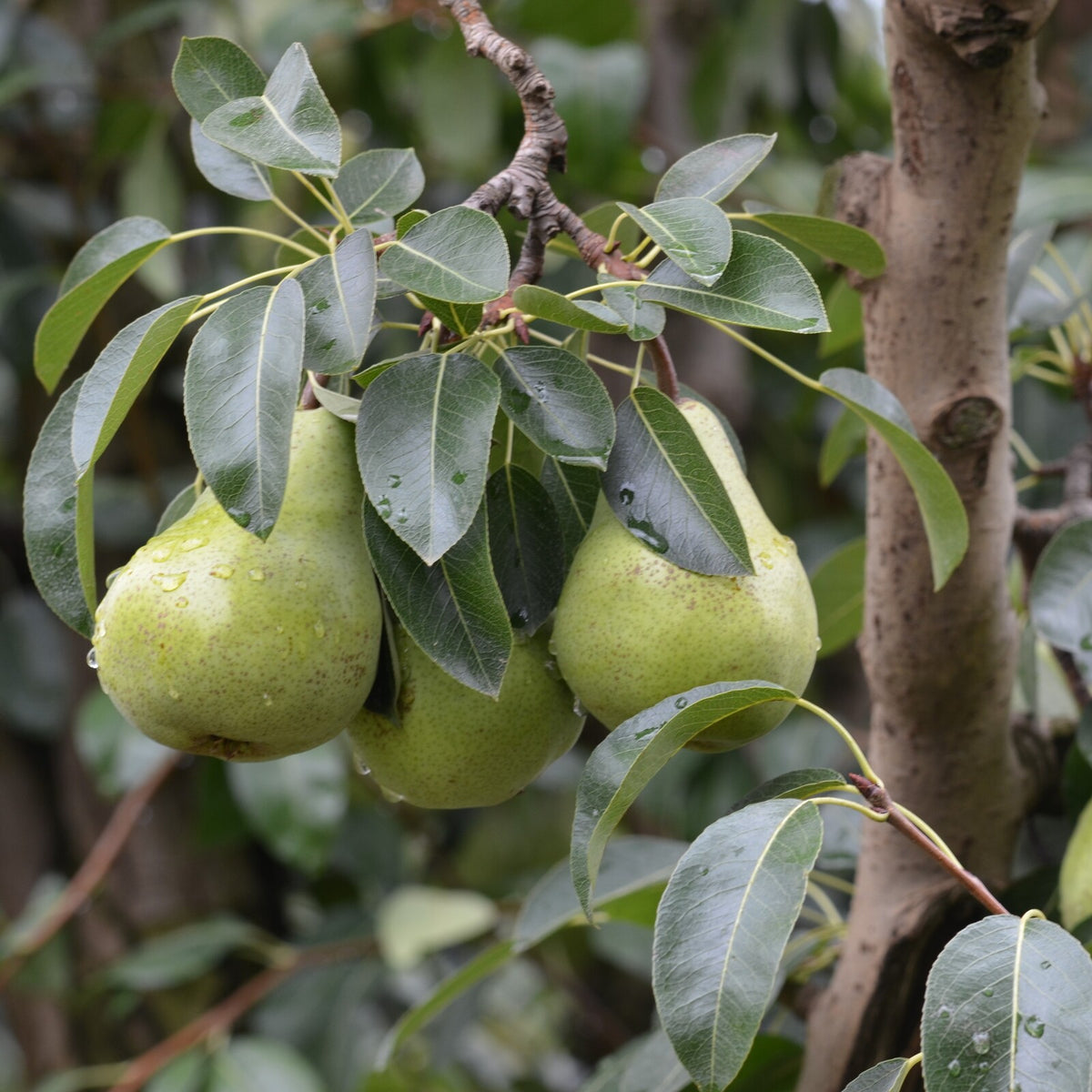 Buffum Pear Pyrus Communis Packhams Triumph – UCIS