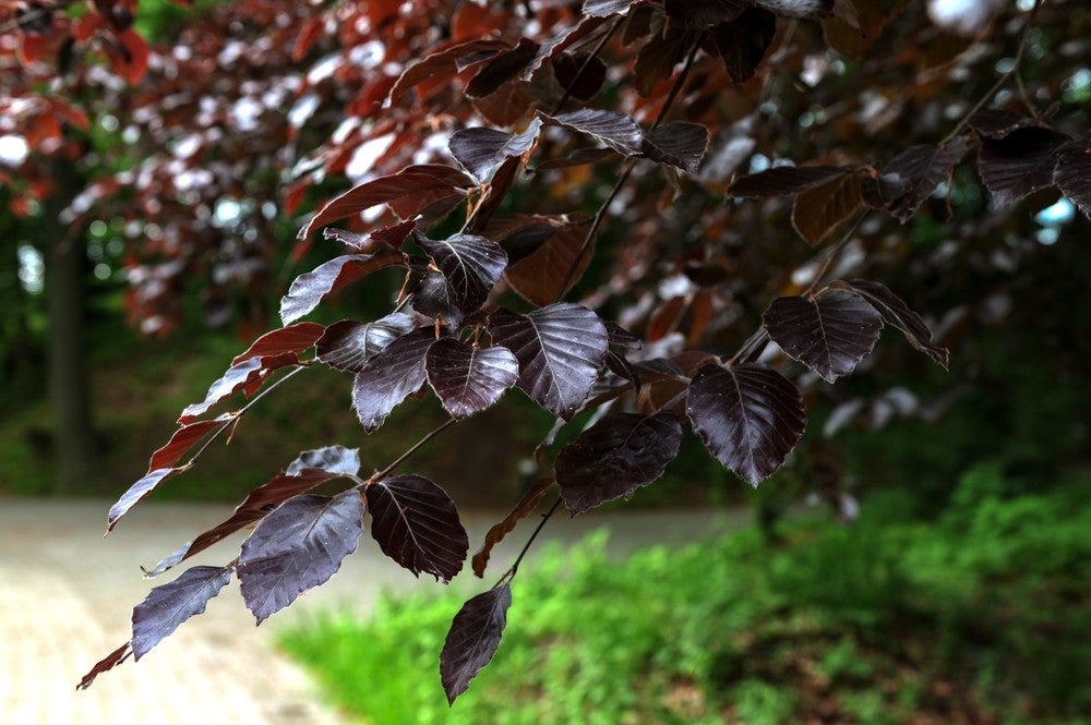 Fagus sylvatica 'Purpurea' (Purple Beech)