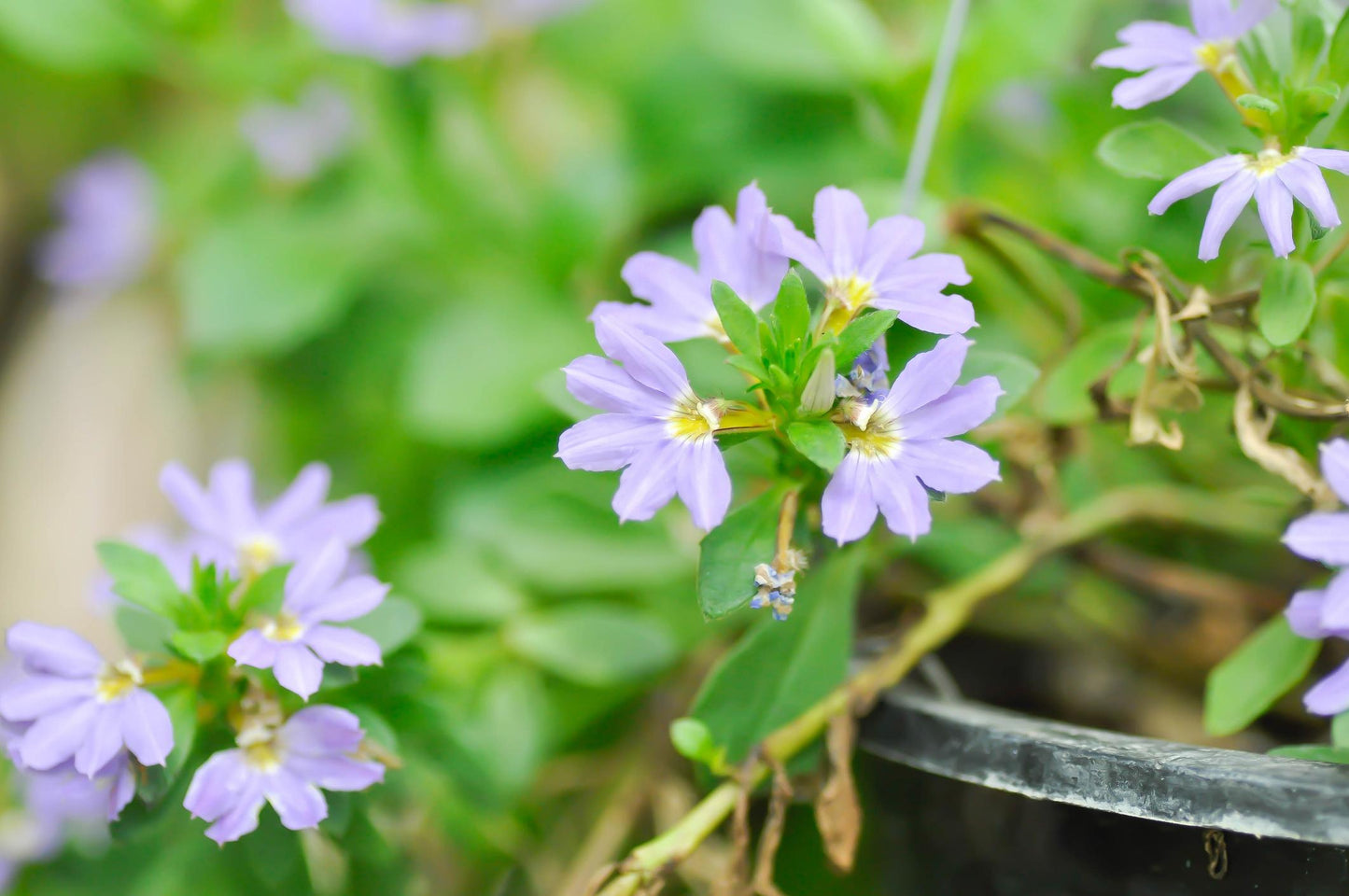 Scaevola Aemula ‘Fairy Blue’ (Fan Flower)