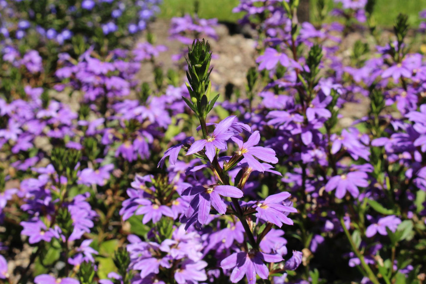 Scaevola Aemula ‘Fairy Blue’ (Fan Flower)