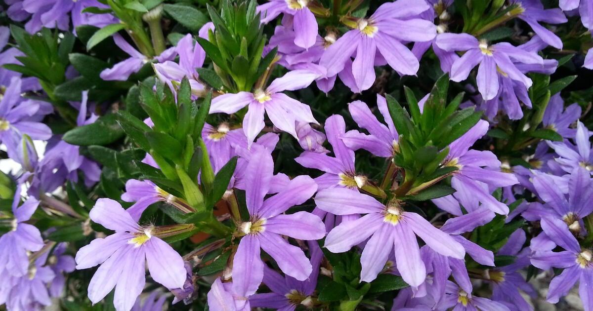 Scaevola Aemula ‘Fairy Blue’ (Fan Flower)