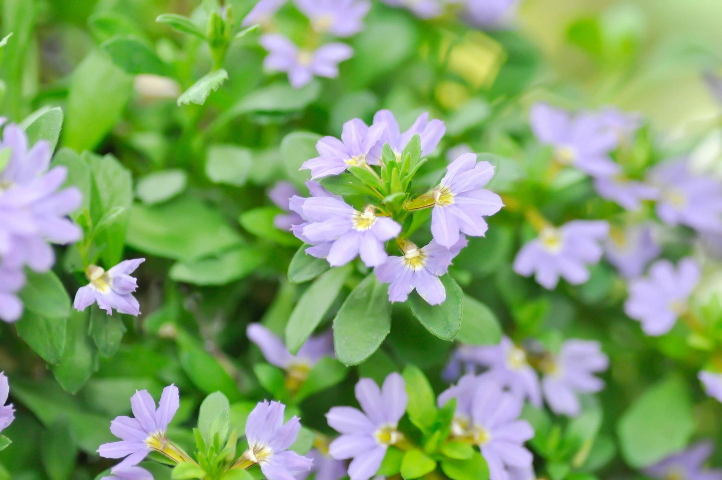 Scaevola Aemula ‘Fairy Blue’ (Fan Flower)