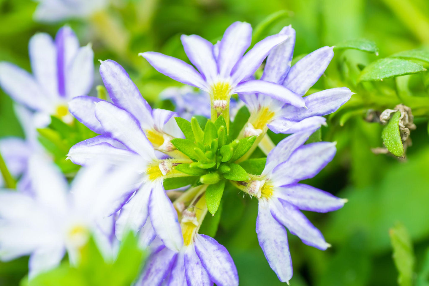 Scaevola Aemula ‘Fairy Blue’ (Fan Flower)
