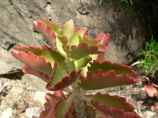 Kalanchoe sexangularis (Red Kalanchoe)