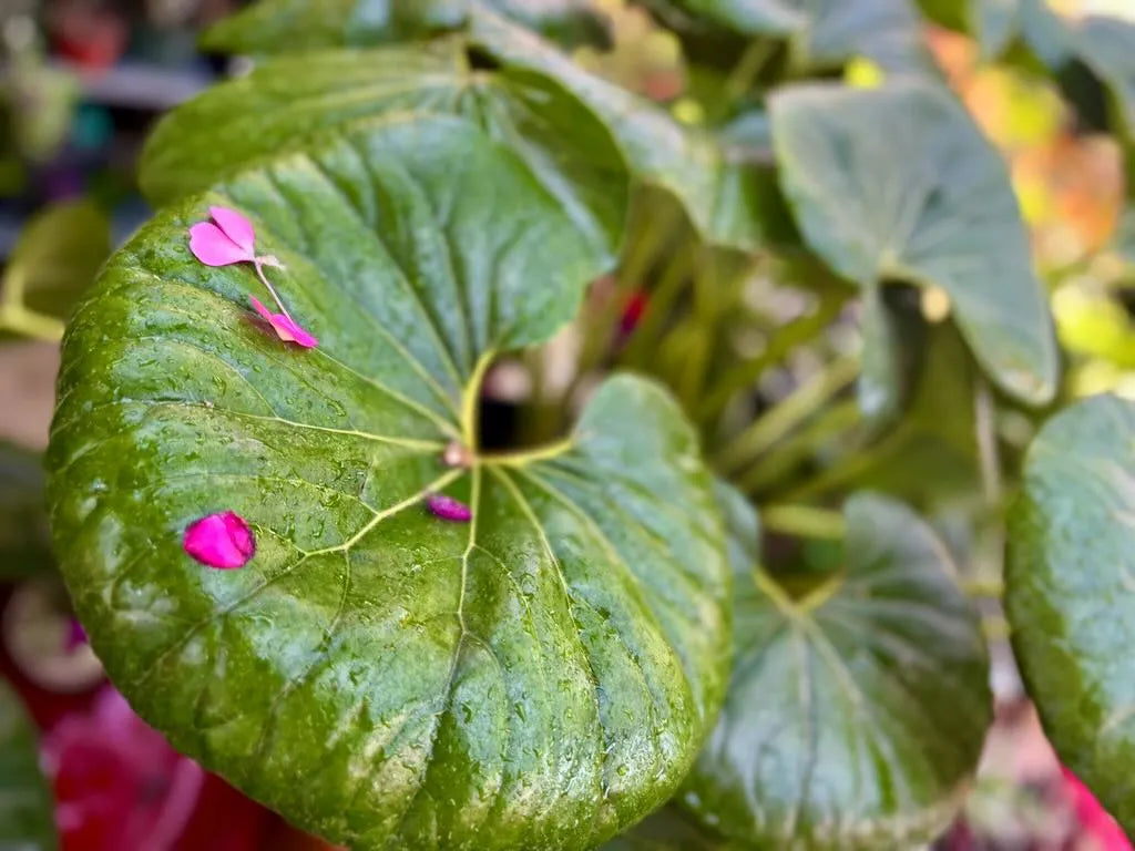 Farfugium japonicum ‘Gigantea’ – Giant Leopard Plant